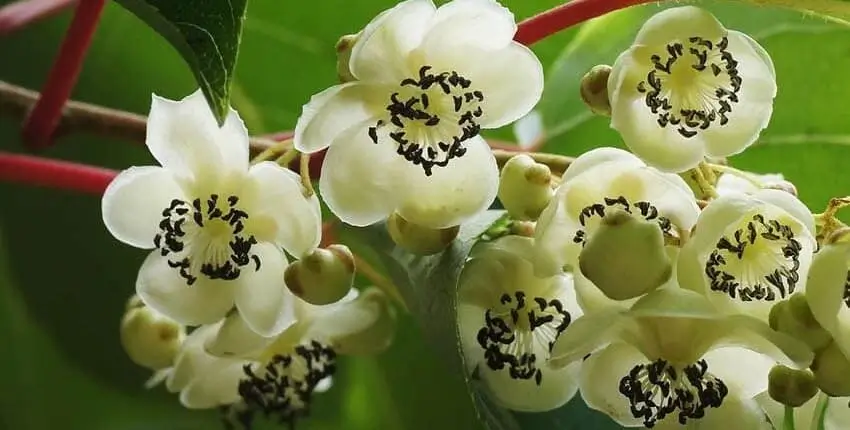 вирощування актинідії