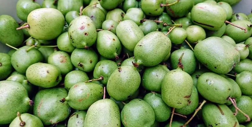 вирощування актинідії