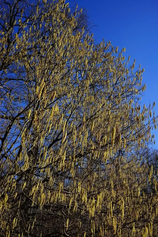 вирощування фундука