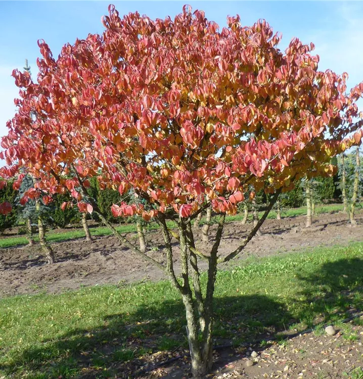 вирощування кизилу