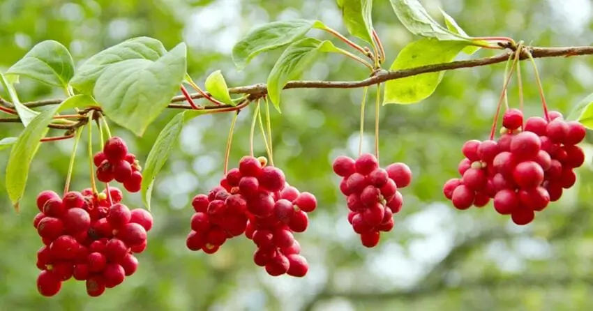 вирощування лимонника