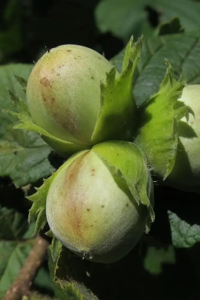 вирощування фундука