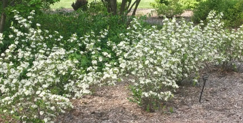 вирощування аронії