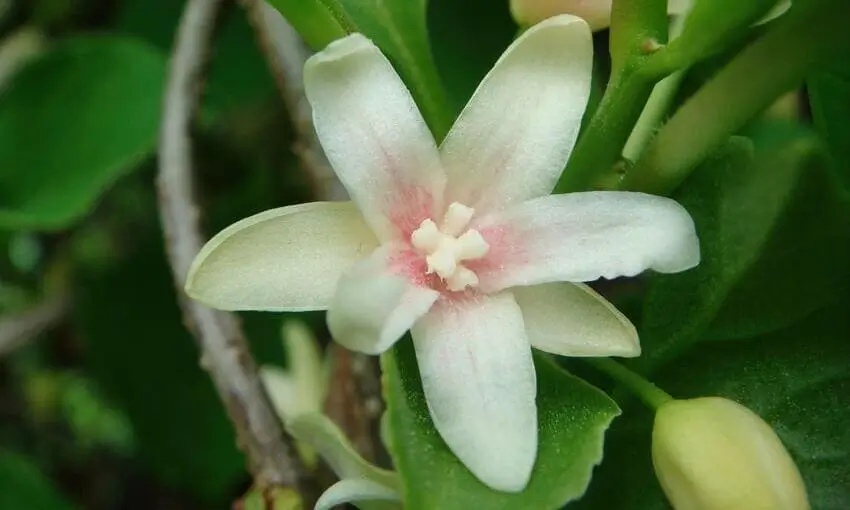 вирощування лимонника