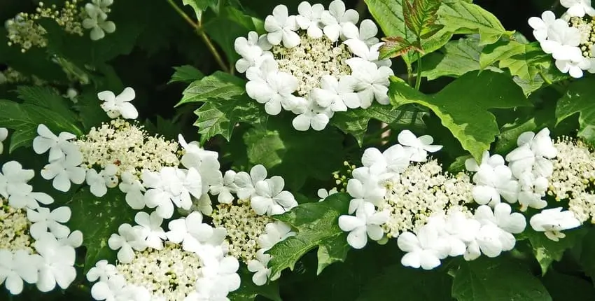 вирощування калини