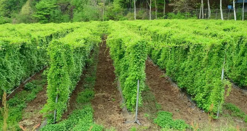 вирощування лимонника