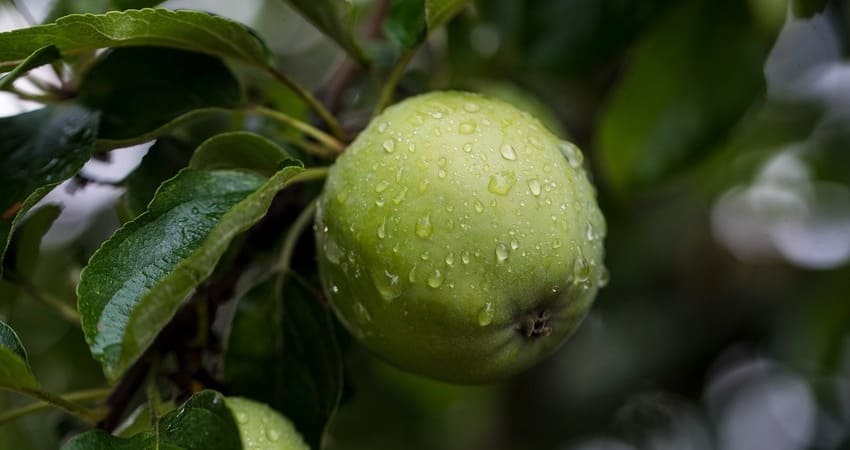 Меры борьбы с вредителями плодовых деревьев