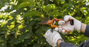 обприскування садів,захист бджіл