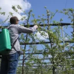 обприскування садів,захист бджіл