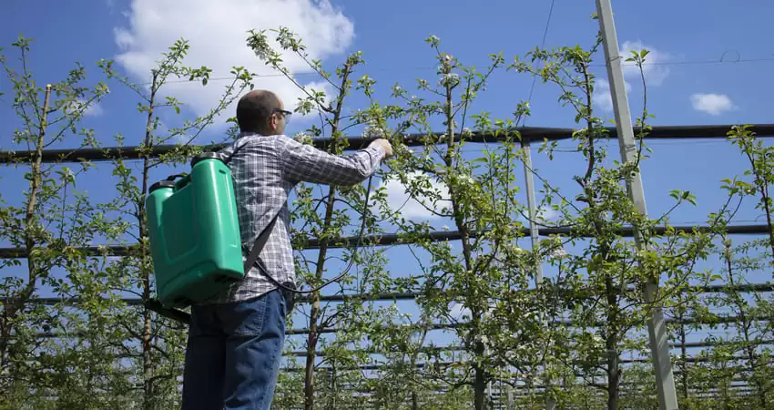 обприскування садів,захист бджіл