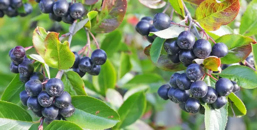 вирощування аронії