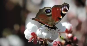 обприскування садів,захист бджіл