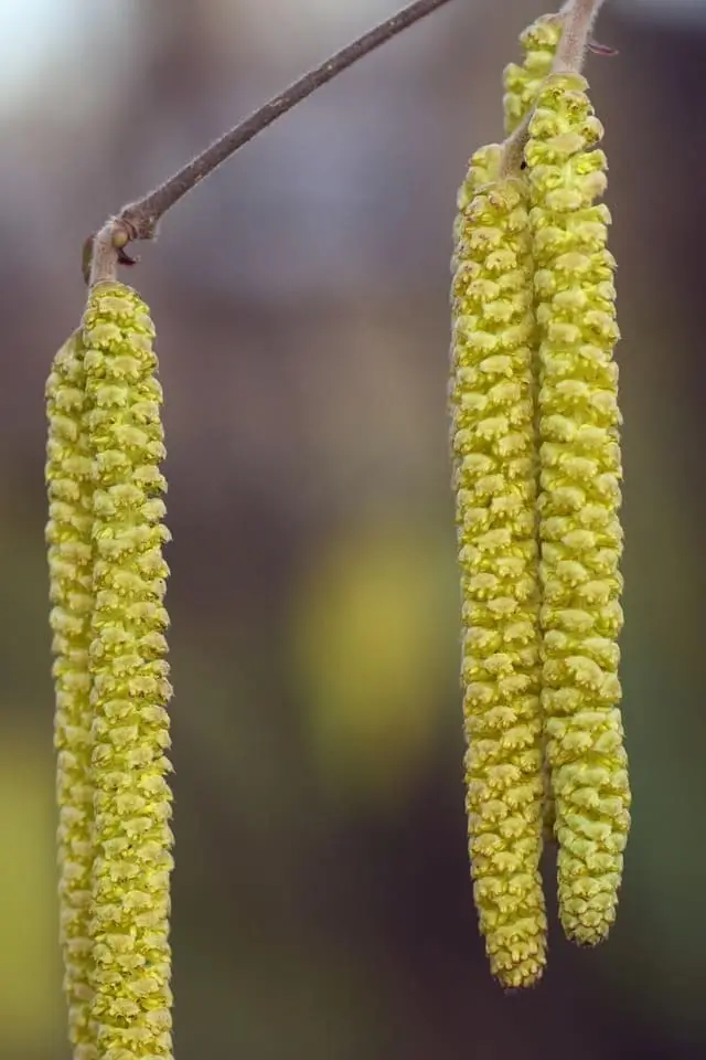 вирощування фундука