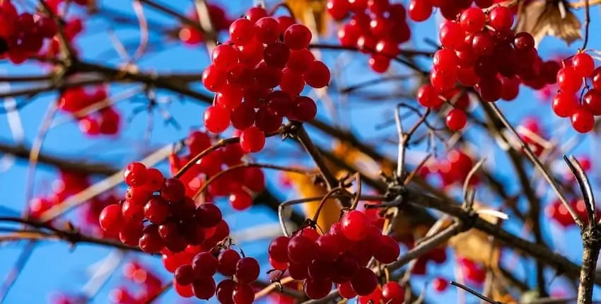 вирощування калини