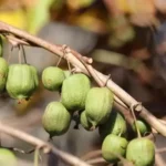 вирощування актинідії