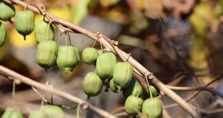 вирощування актинідії