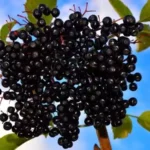 вирощування аронії