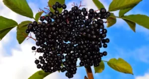 вирощування кизилу