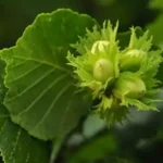 вирощування фундука