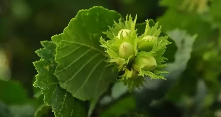 вирощування фундука