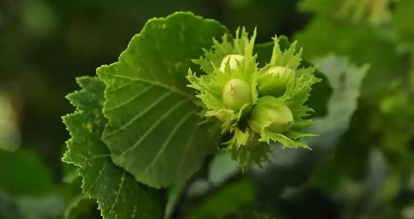 вирощування фундука