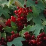 вирощування калини