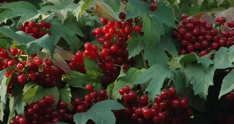 вирощування калини