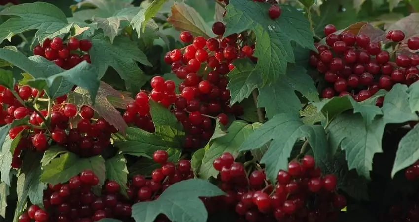 вирощування калини