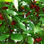 вирощування кизилу