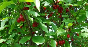 вирощування аронії