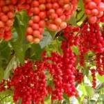 вирощування лимонника