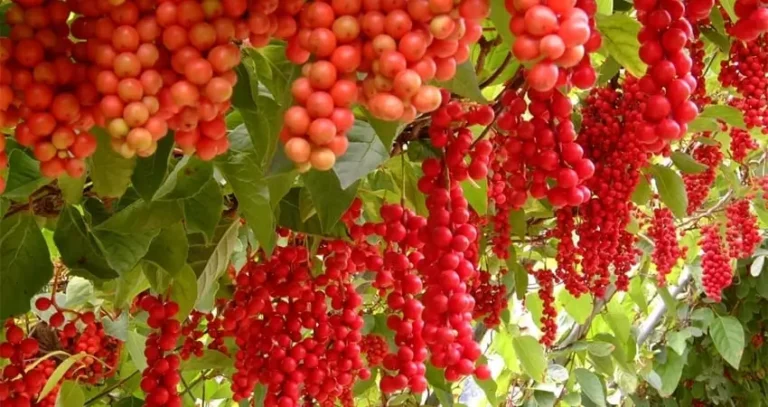 вирощування лимонника