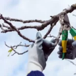 обрізування дерев,формування крони