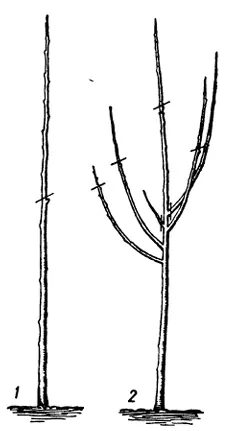 обрізування дерев,формування крони