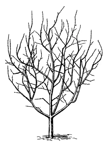 обрізування дерев,формування крони