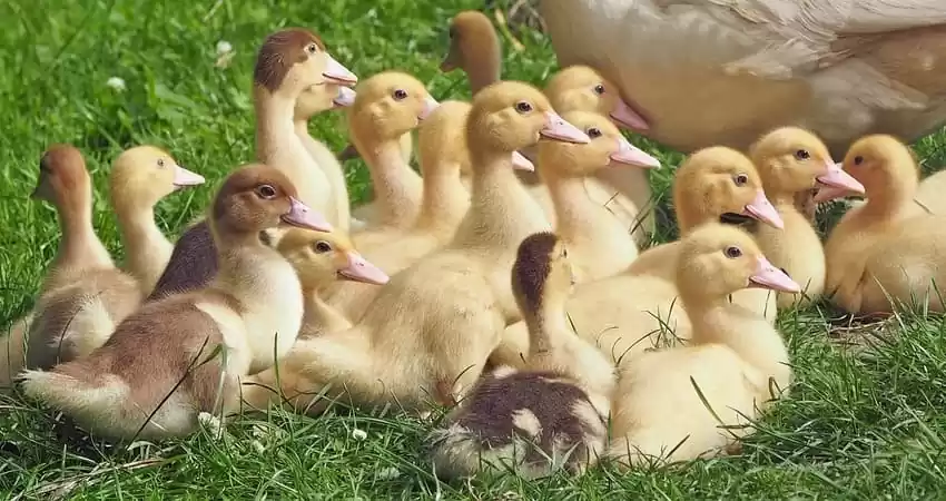 Утримання дорослих гусей і вирощування гусенят