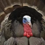 Утримання дорослих індичок і вирощування індиченят