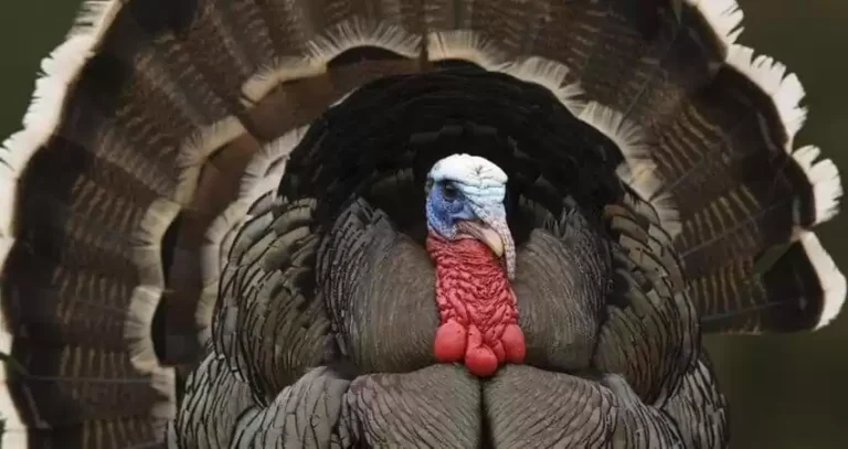 Утримання дорослих індичок і вирощування індиченят