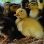 вирощування каченят