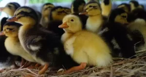 вирощування курчат