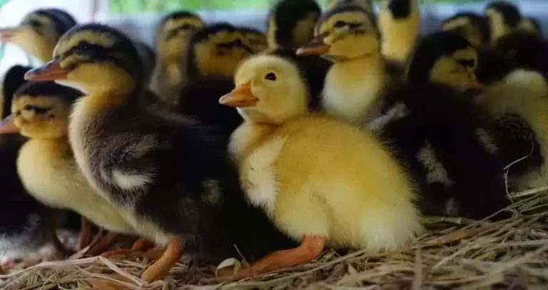 вирощування каченят