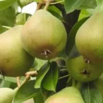 вирощування груші