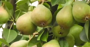 вирощування яблуні