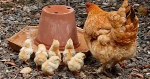 вирощування груші