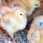 вирощування курчат