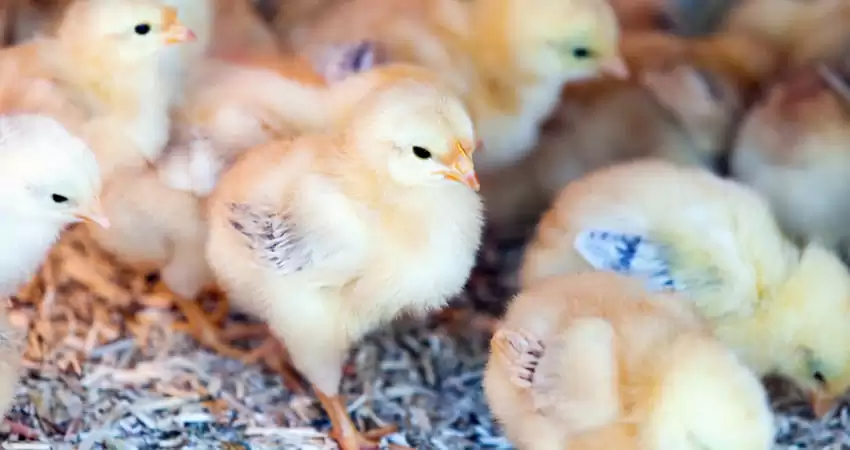 вирощування курчат