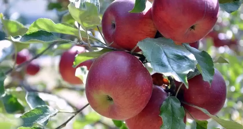 вирощування яблуні