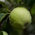 Заходи боротьби зі шкідниками плодових дерев