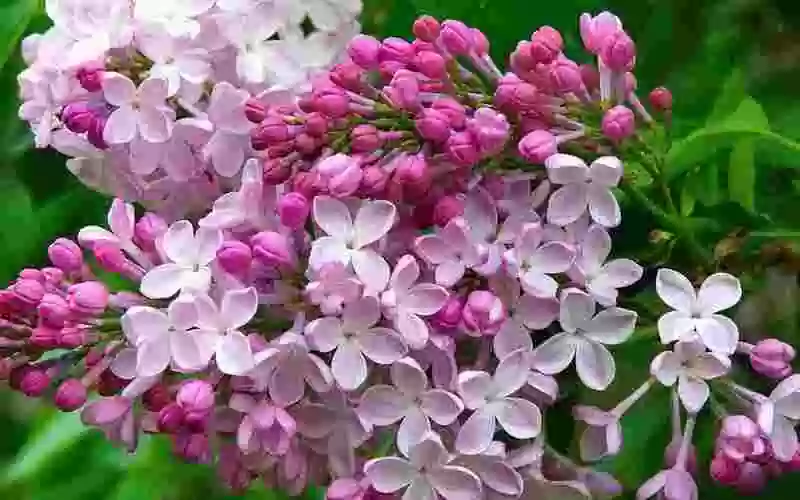 вирощування бузку