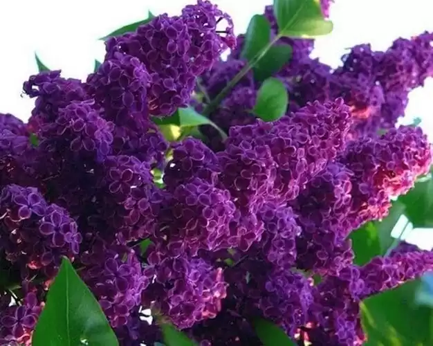 вирощування бузку